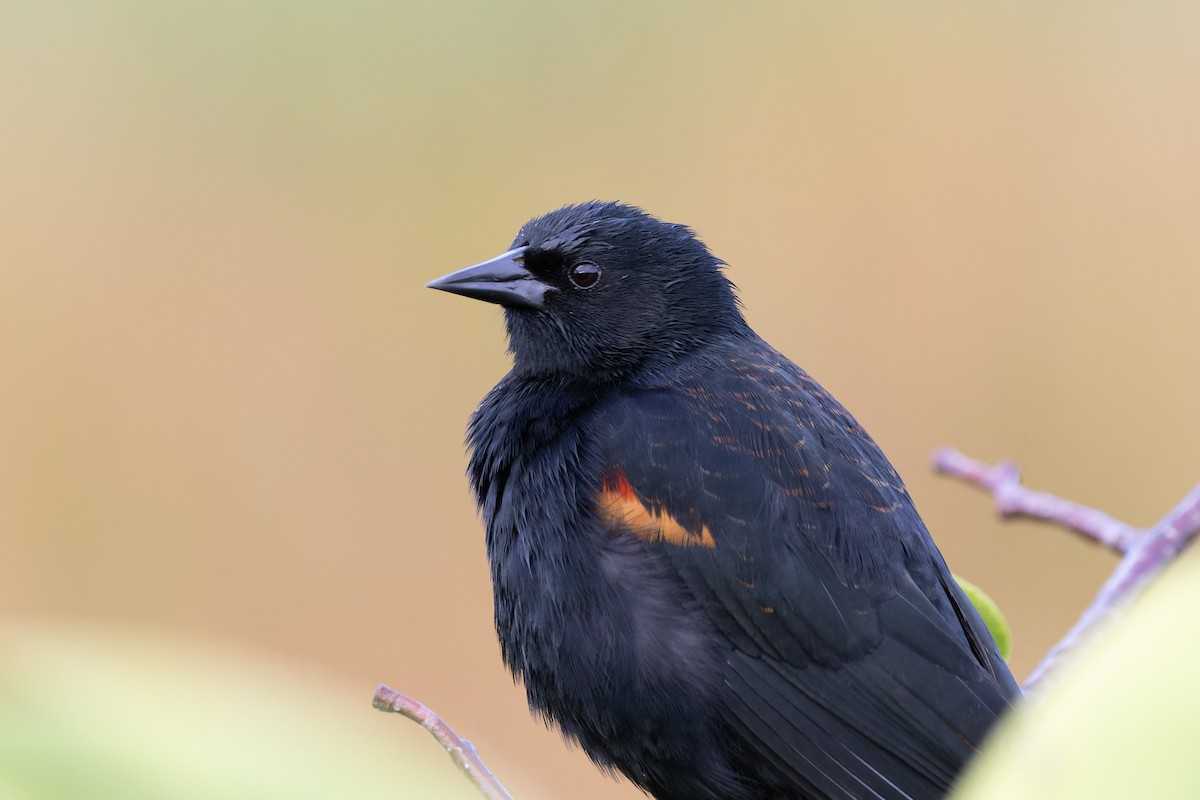 Red-winged Blackbird - ML614027572