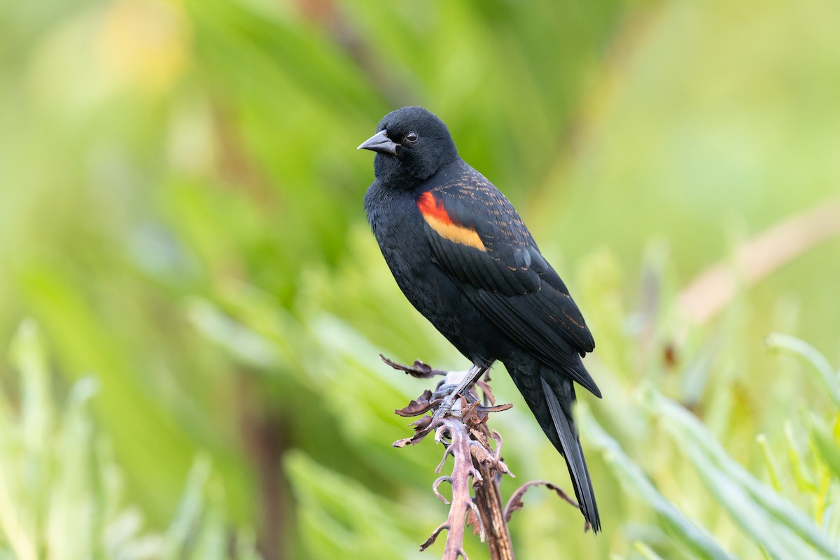 Red-winged Blackbird - ML614027579