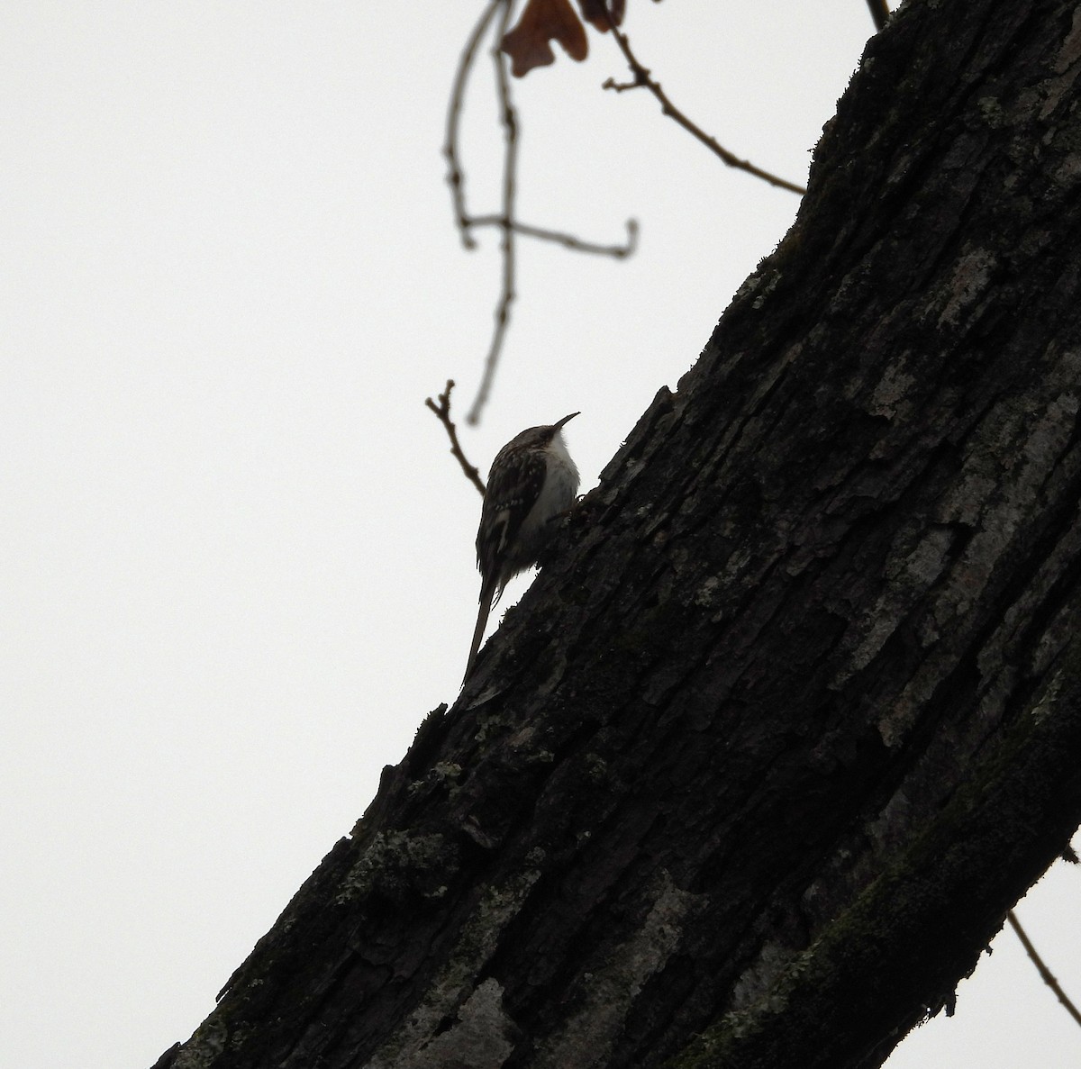 Brown Creeper - ML614027595