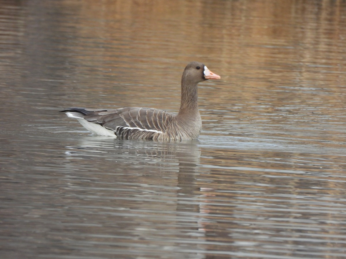 Greater White-fronted Goose - ML614027599