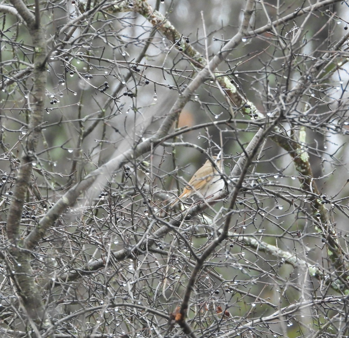 Hermit Thrush - ML614027611