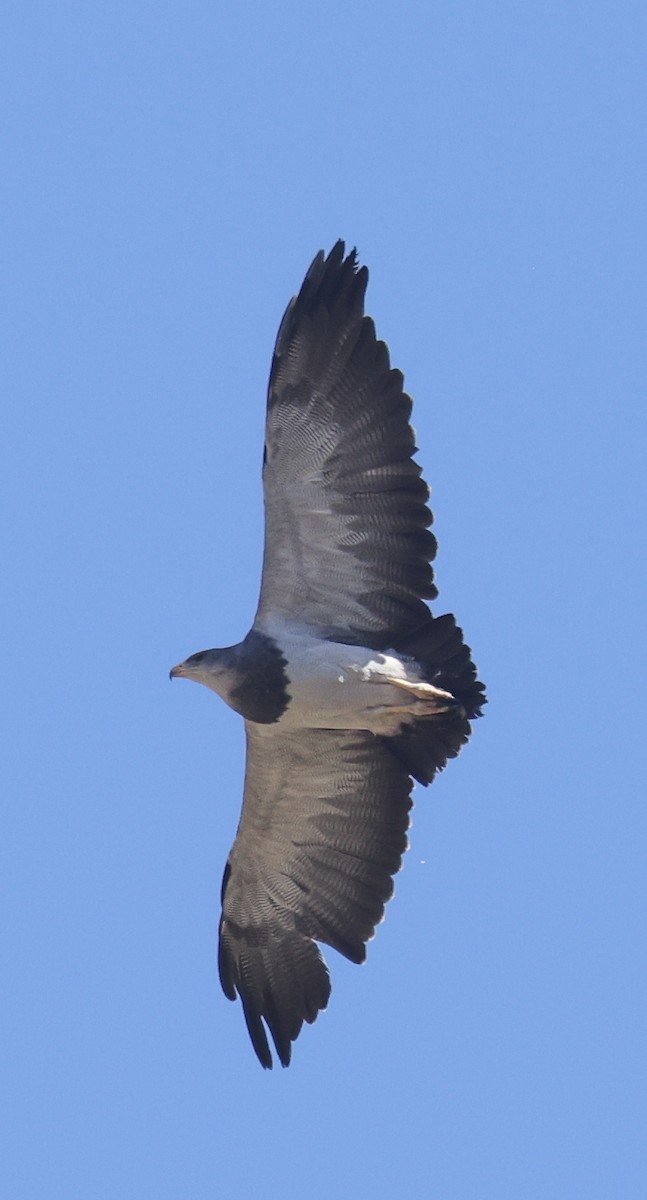 Black-chested Buzzard-Eagle - ML614027700