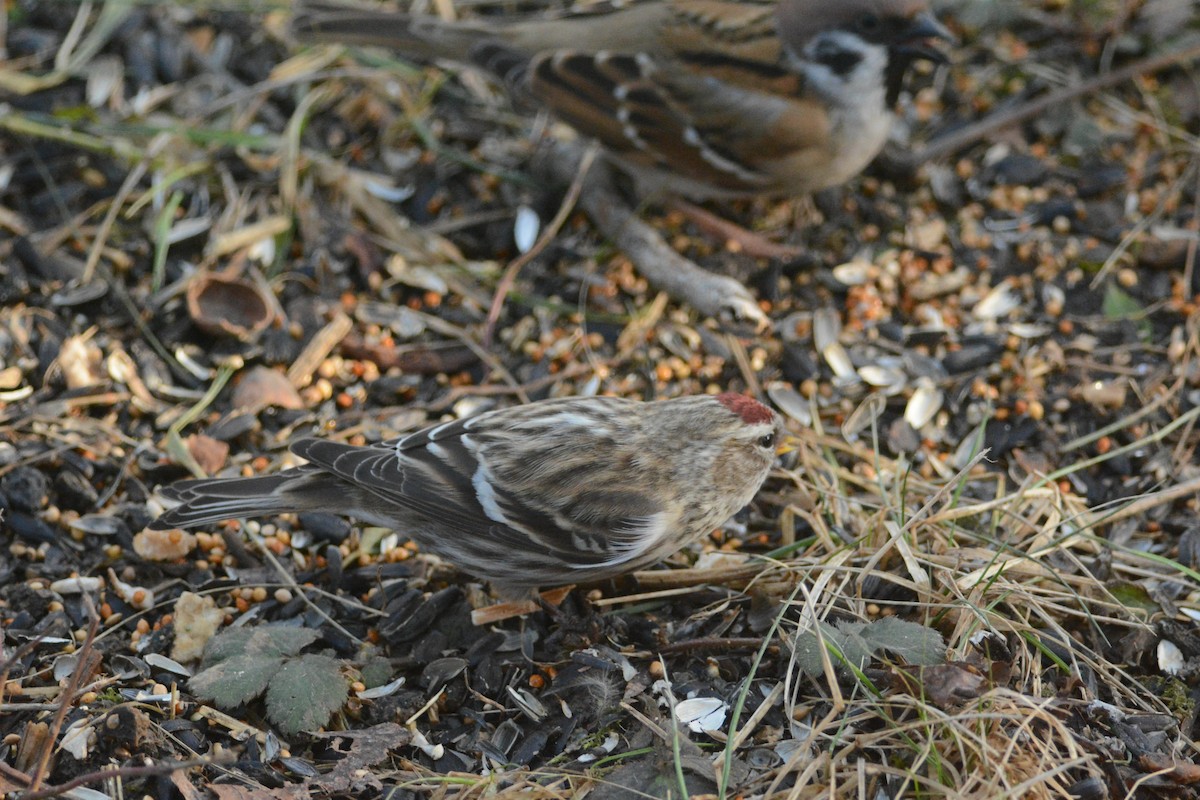 Redpoll (Common) - ML614027733