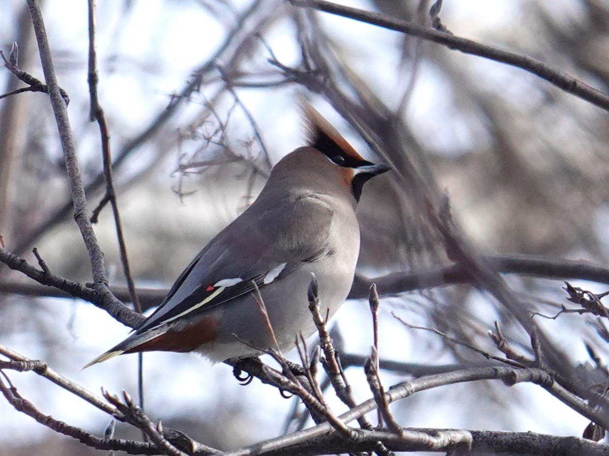 Bohemian Waxwing - Steve Kornfeld