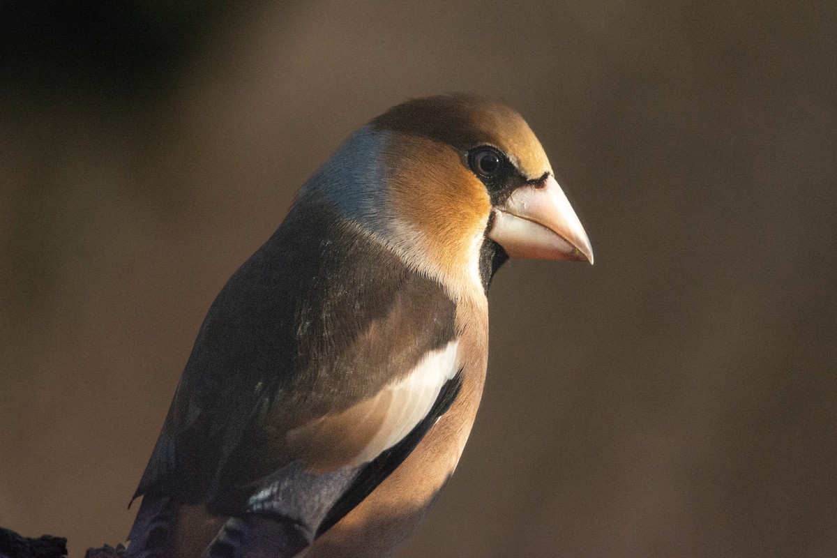 Hawfinch - ML614027737