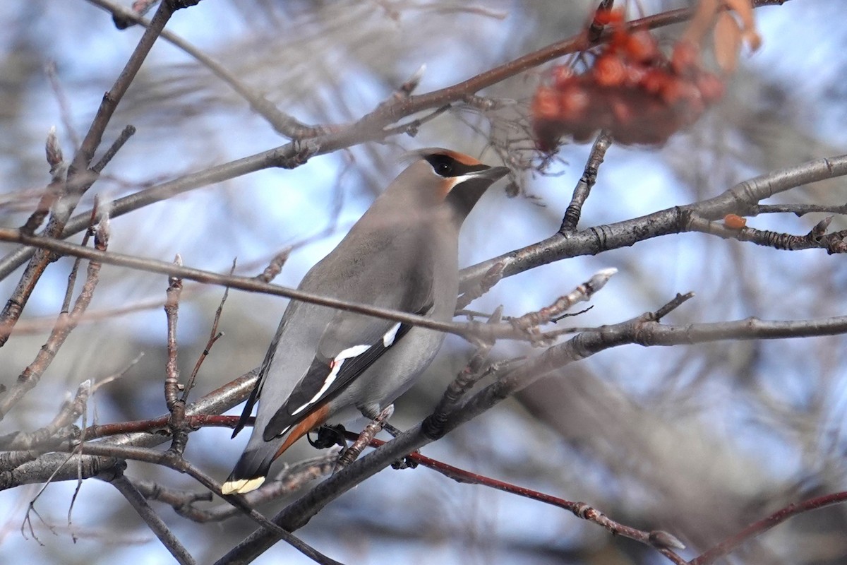 Bohemian Waxwing - ML614027741