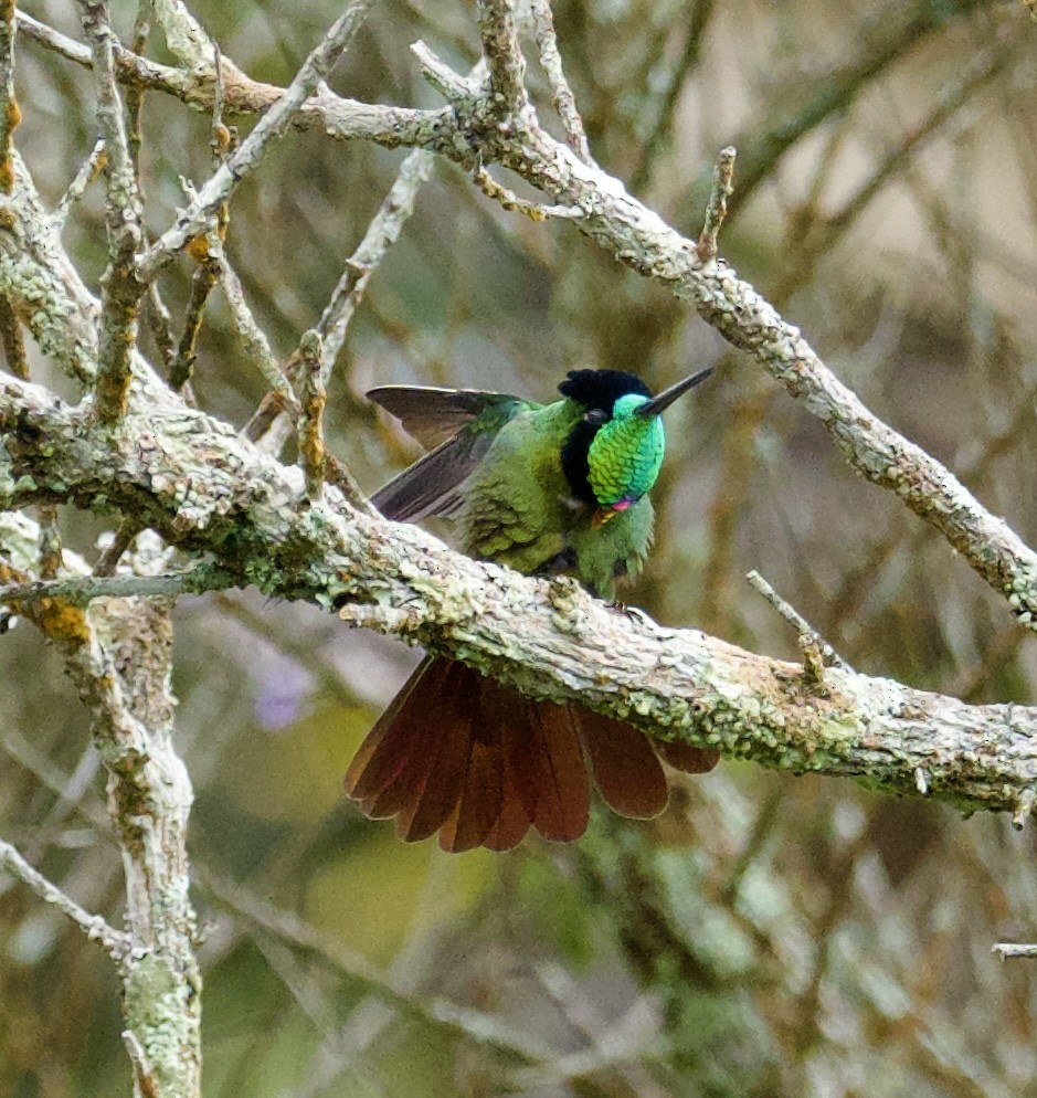 kolibřík krajkový - ML614027793