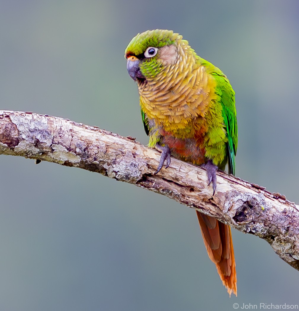 Maroon-bellied Parakeet - ML614027835