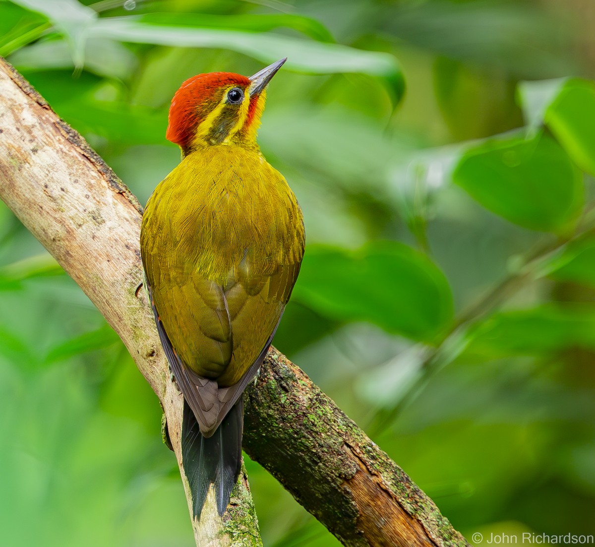 Altın Kaşlı Ağaçkakan - ML614027863