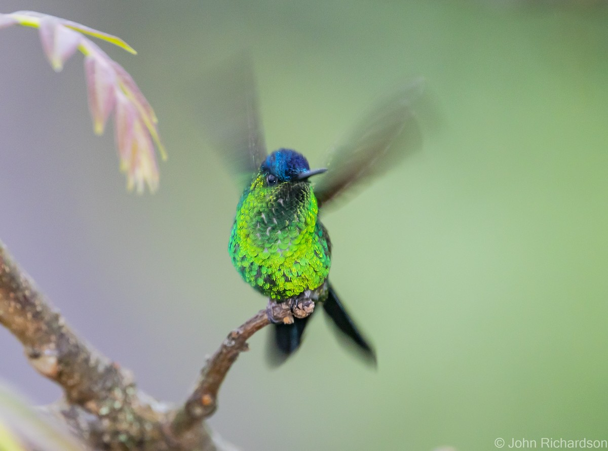 kolibřík fialovotemenný - ML614027908
