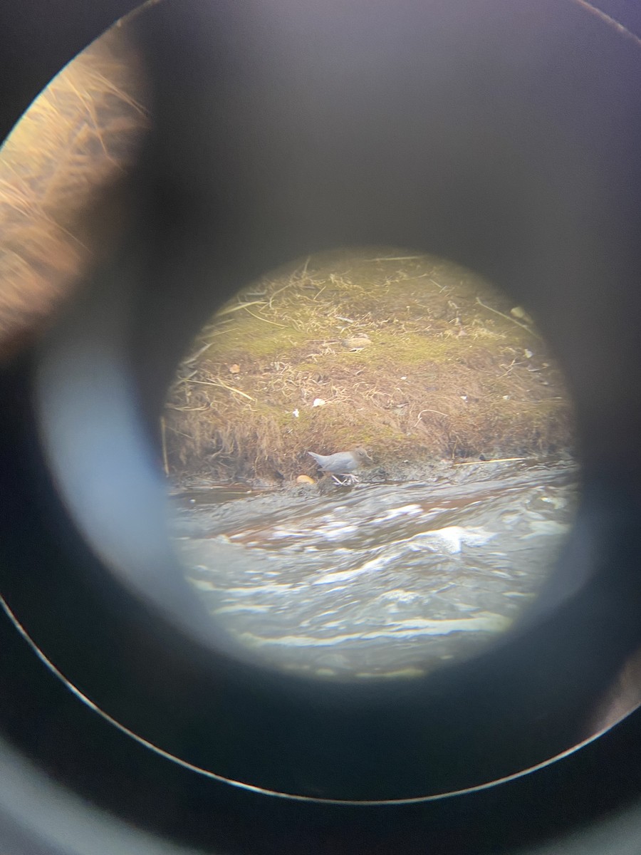 American Dipper - ML614028034