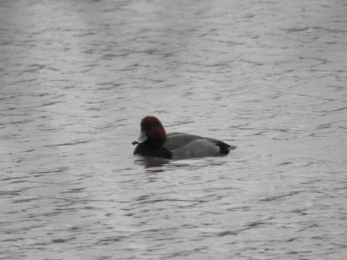 Redhead - James Holsinger