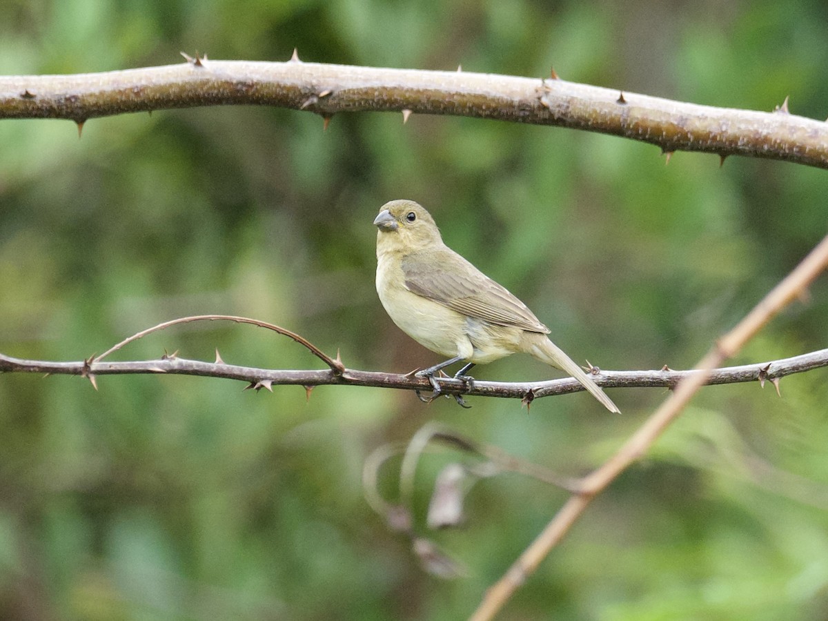 Yellow-bellied Seedeater - ML614028076