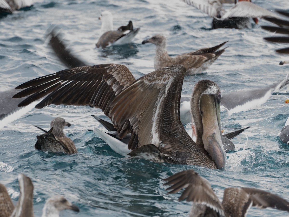 Brown Pelican - ML614028079