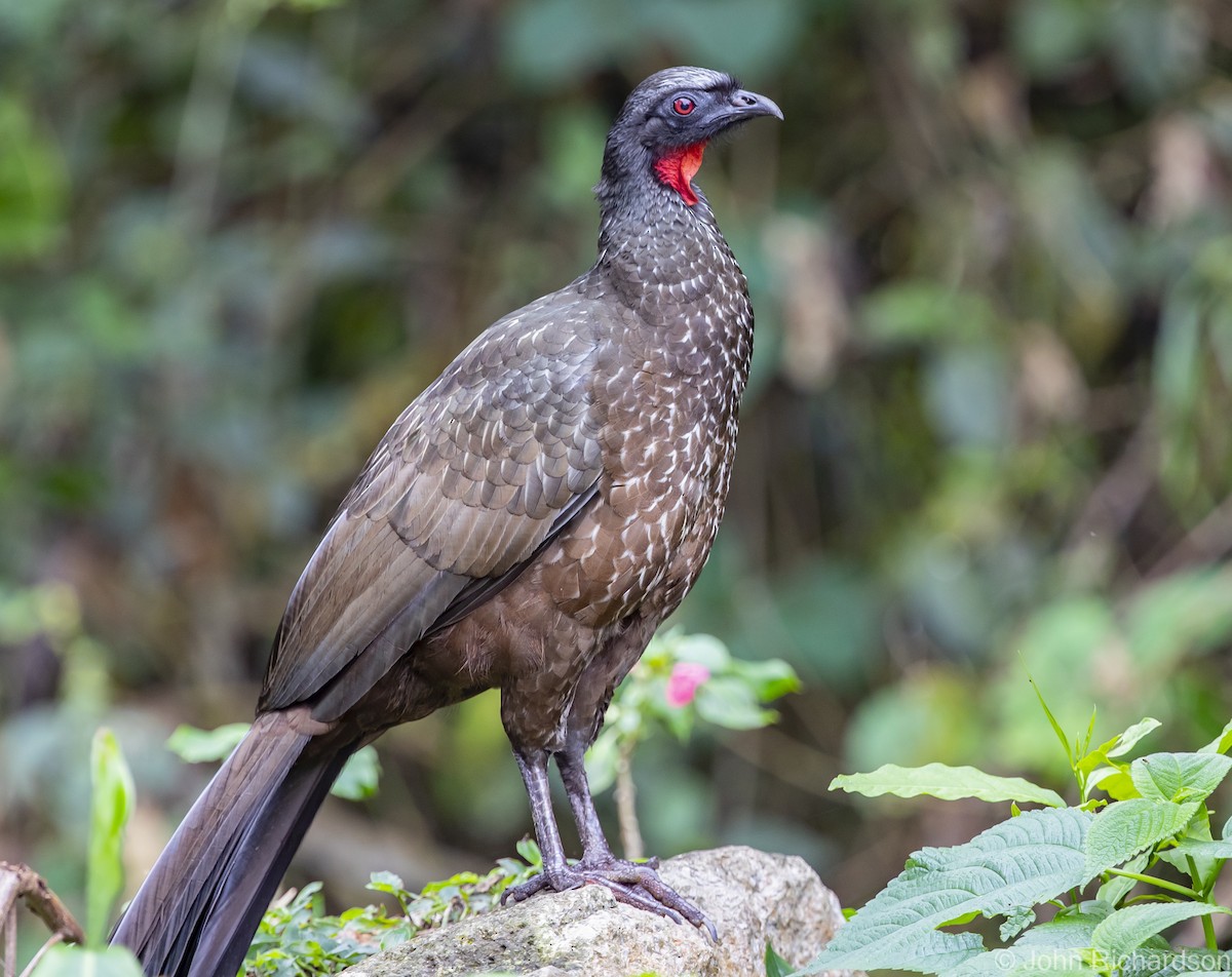 Dusky-legged Guan - John Richardson