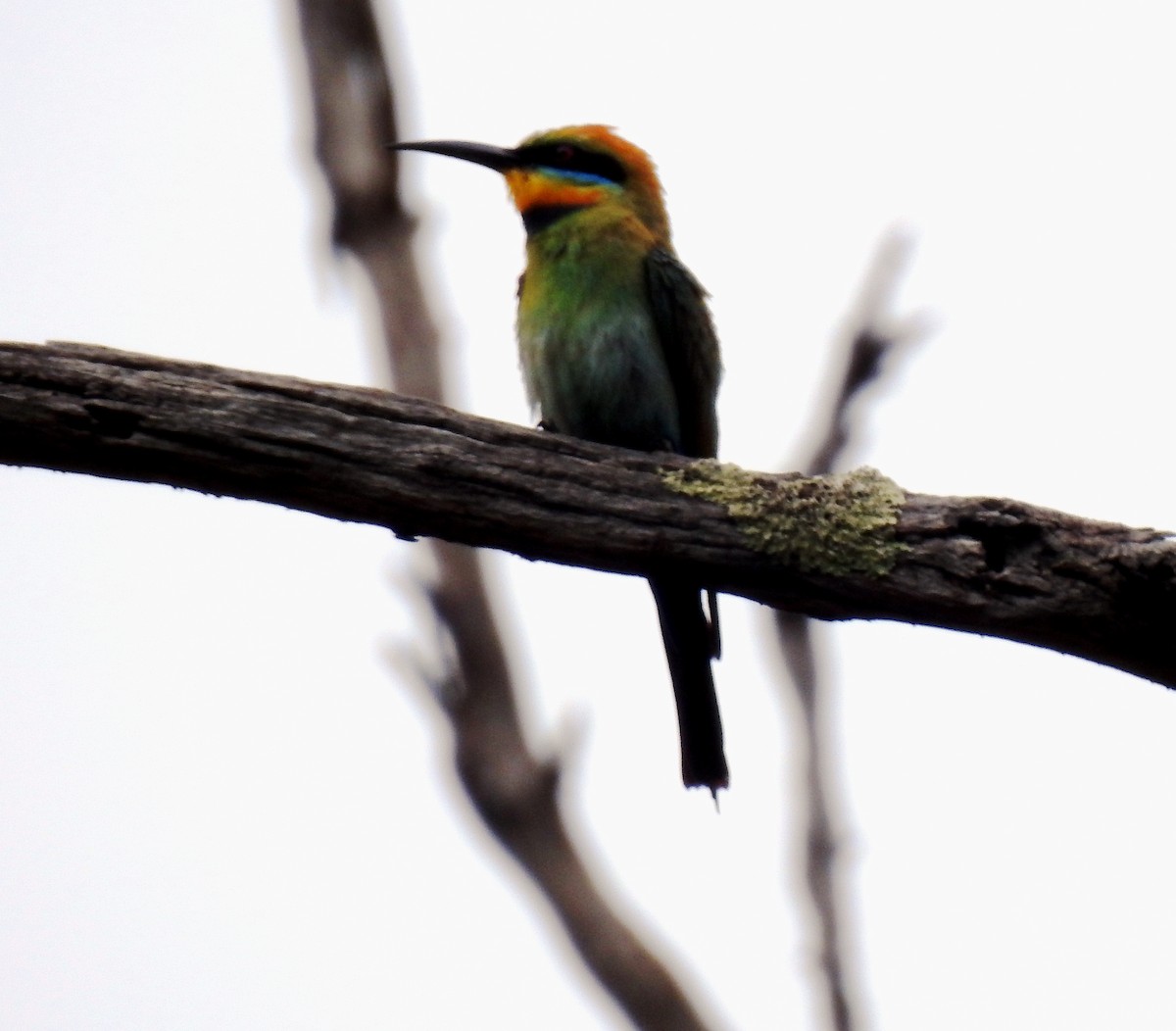 Rainbow Bee-eater - ML614028092