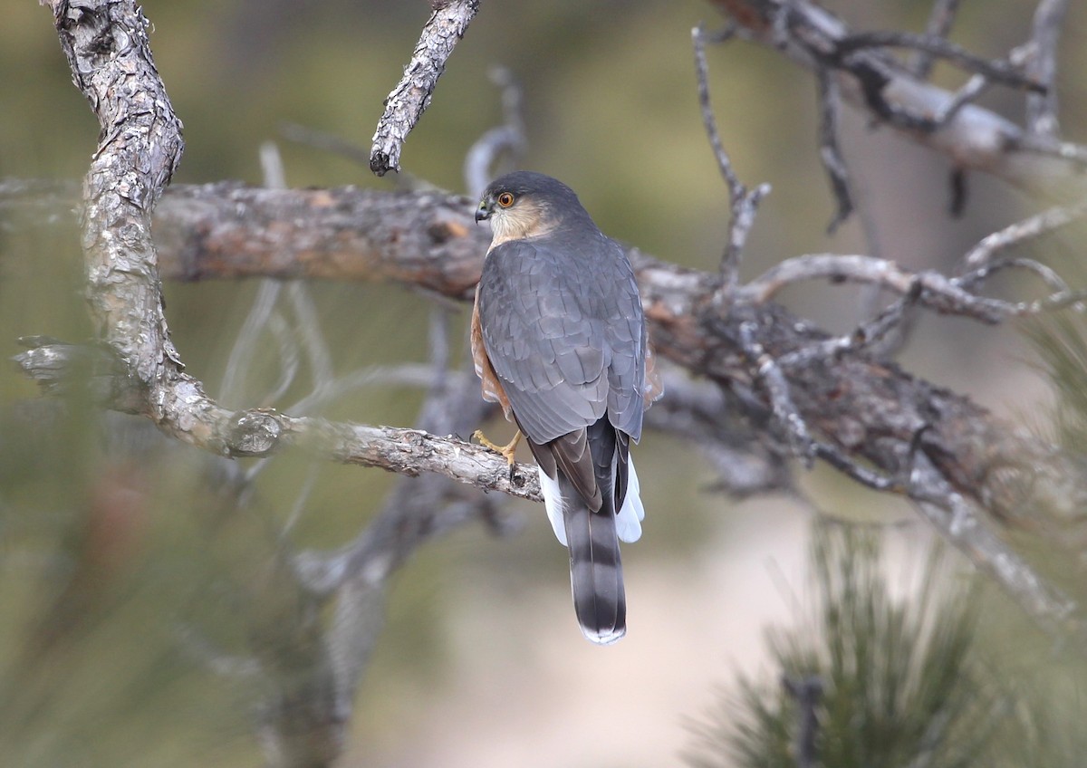 Sharp-shinned Hawk - Terry Pflugrad