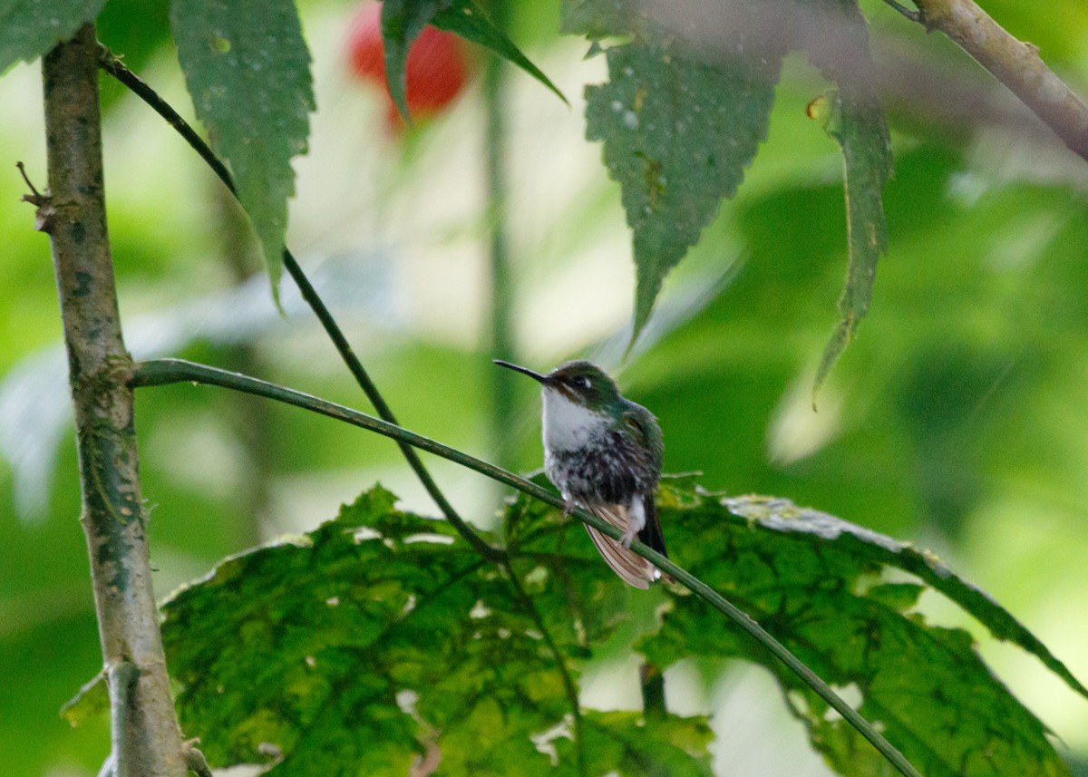 vimpelkolibri - ML614028131