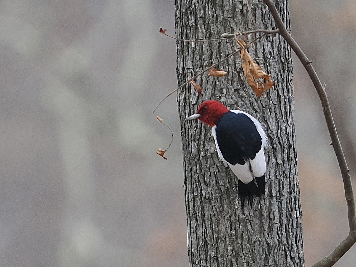 Red-headed Woodpecker - ML614028145