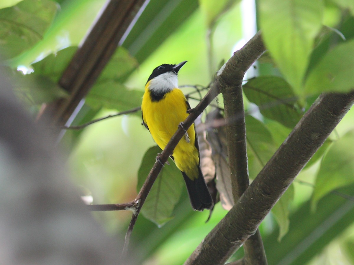 Black-chinned Whistler - ML614028209