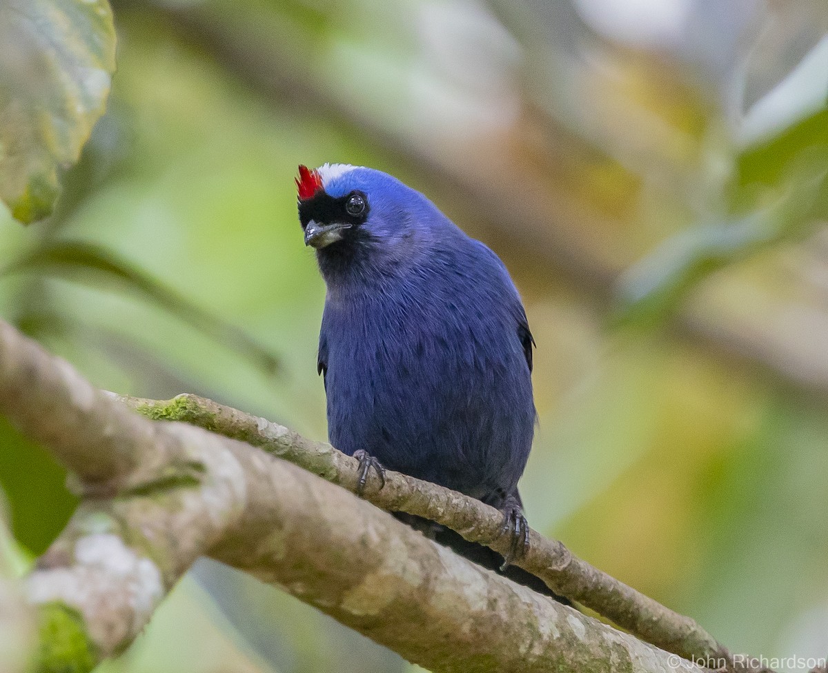 Diademed Tanager - John Richardson