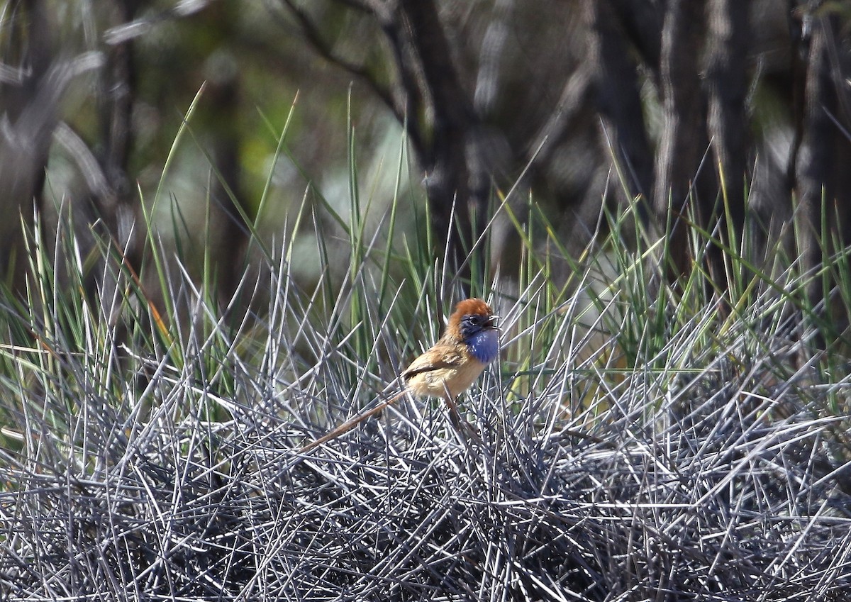 Rufous-crowned Emuwren - ML614028226