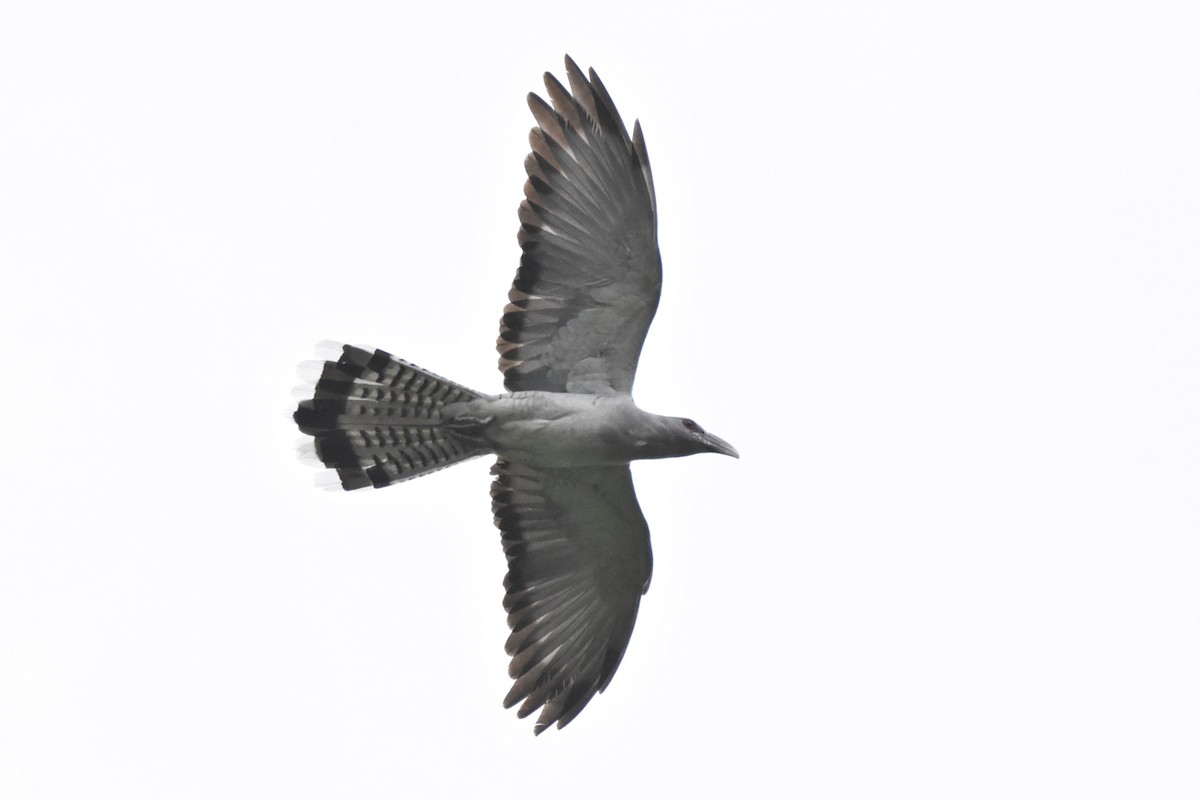 Channel-billed Cuckoo - ML614028246