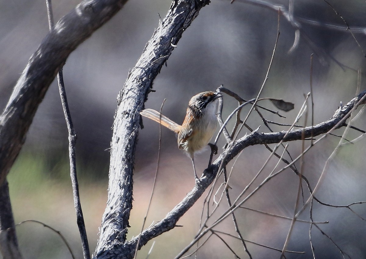 Opalton Grasswren - Mark Stanley