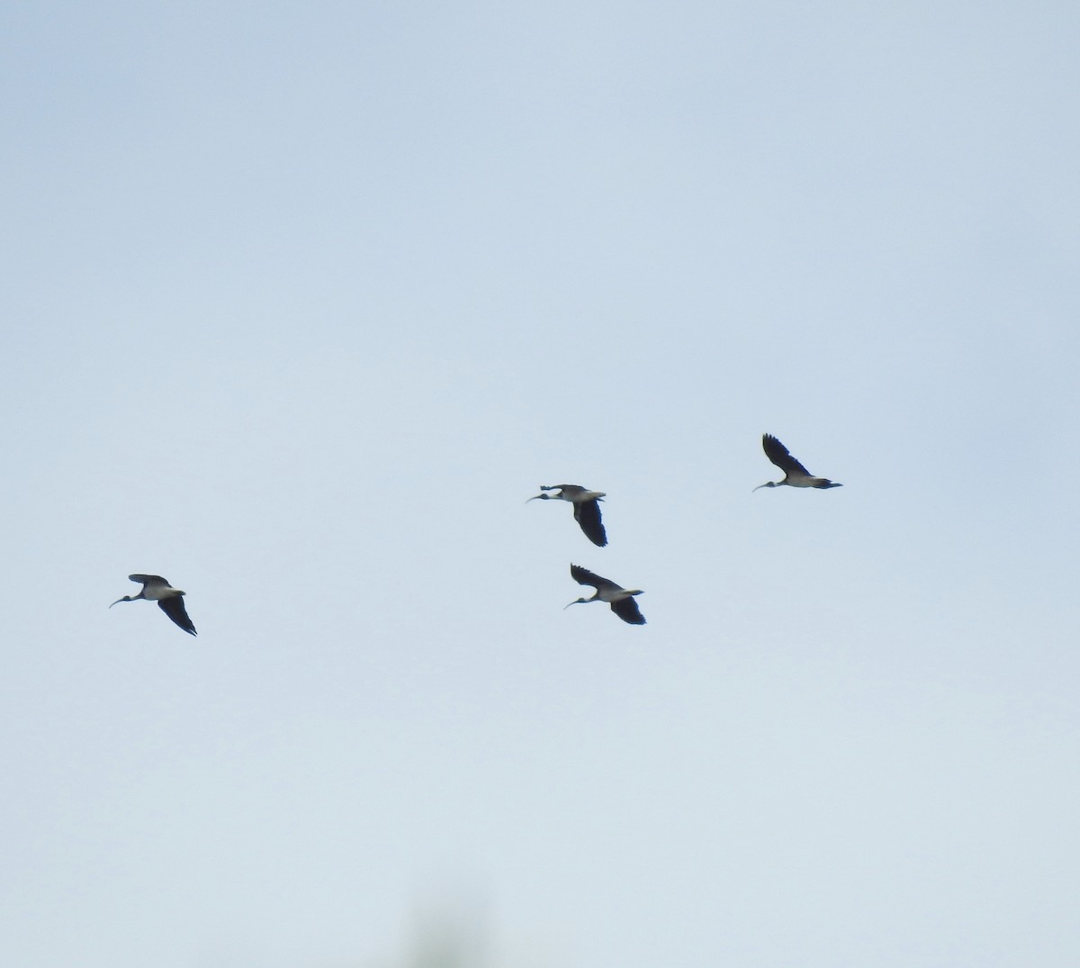 ibis slámokrký - ML614028368