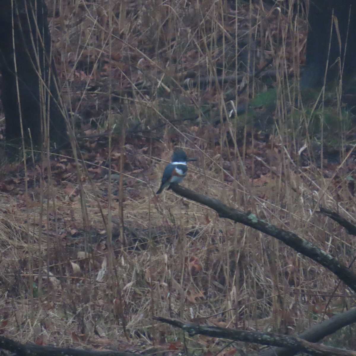 Belted Kingfisher - ML614028400