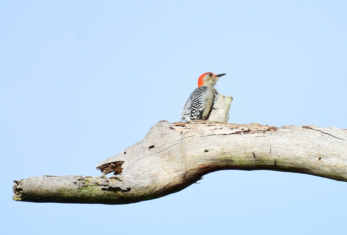 Red-bellied Woodpecker - ML614028418