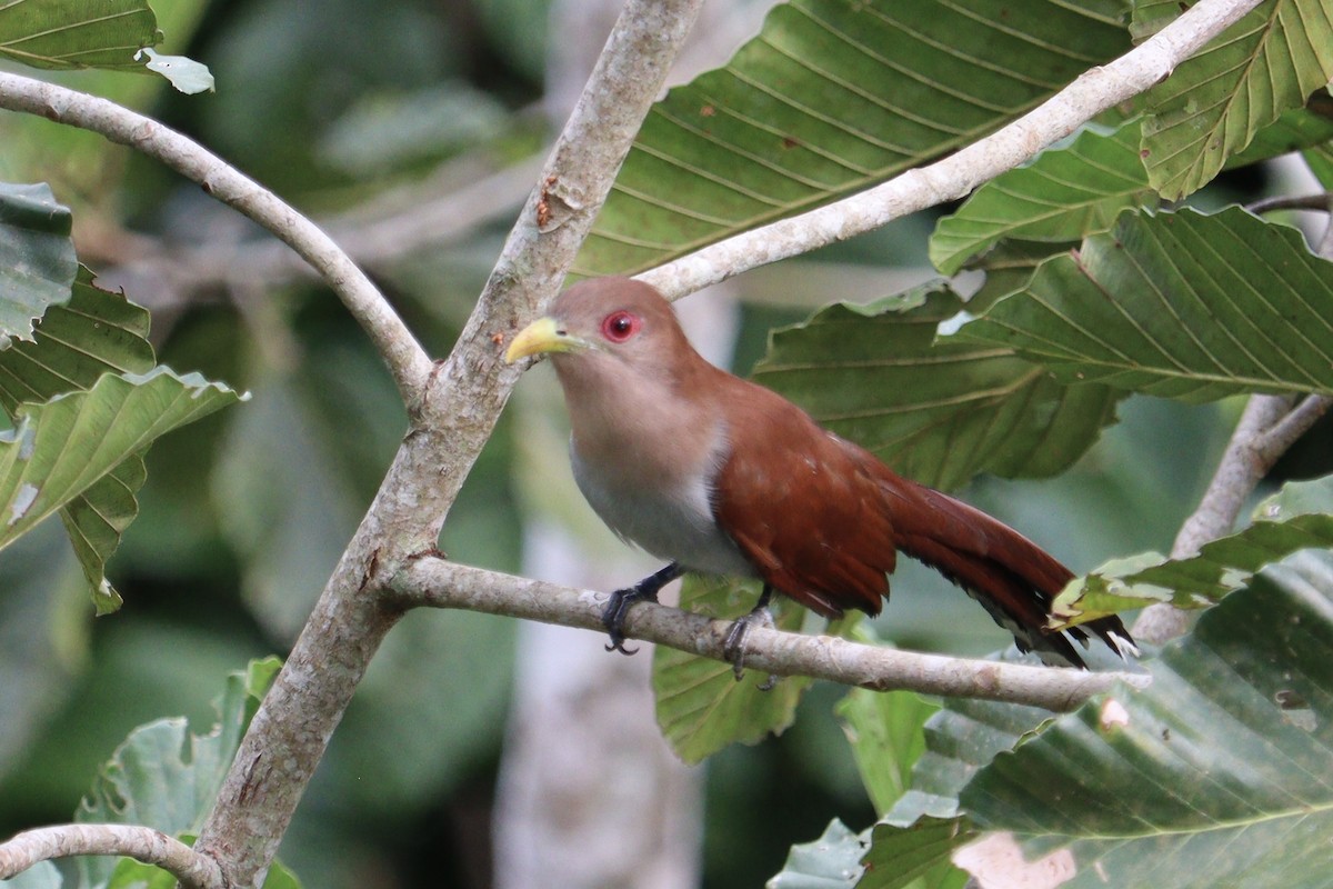 Squirrel Cuckoo - ML614028428