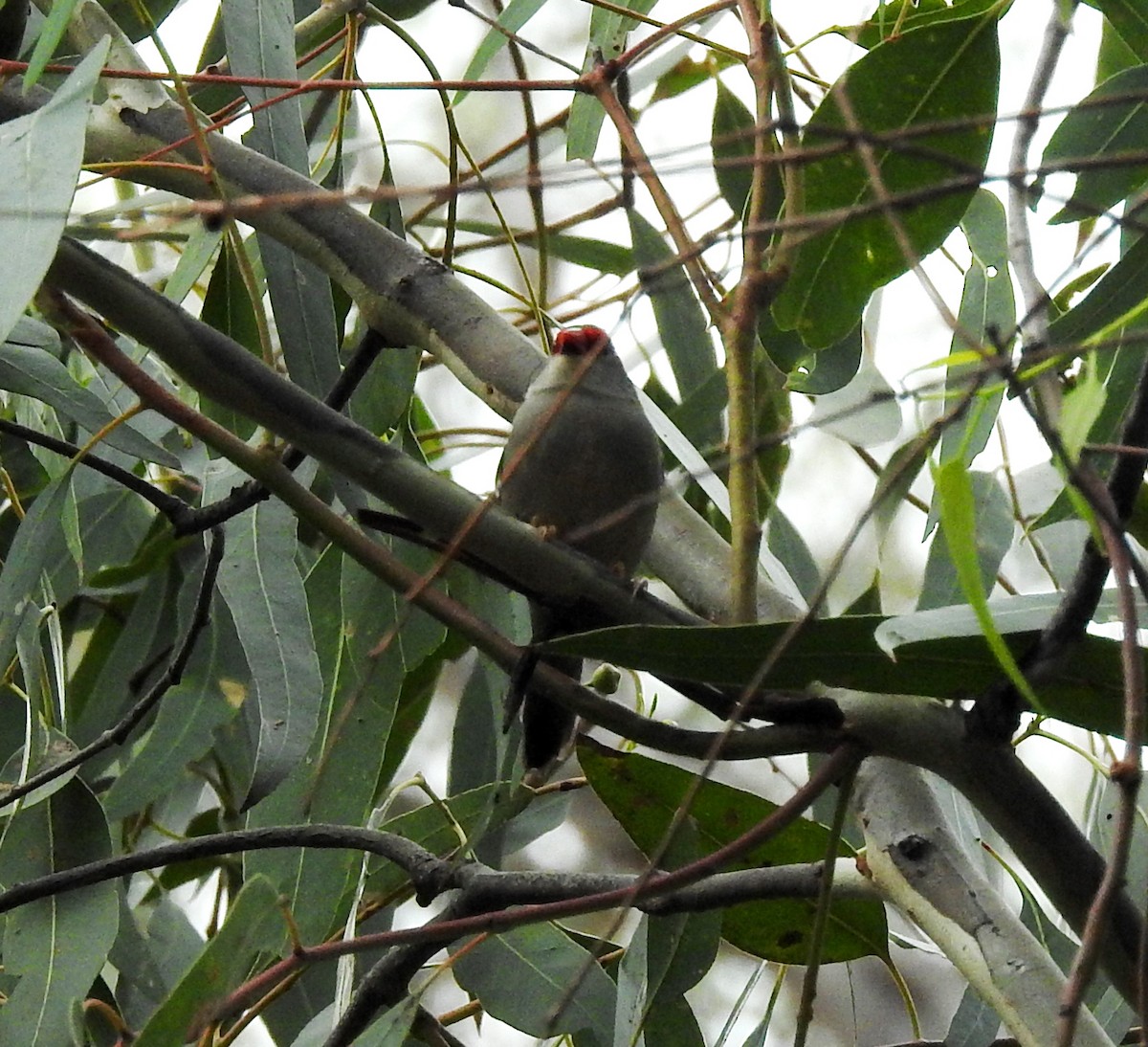 Red-browed Firetail - ML614028477