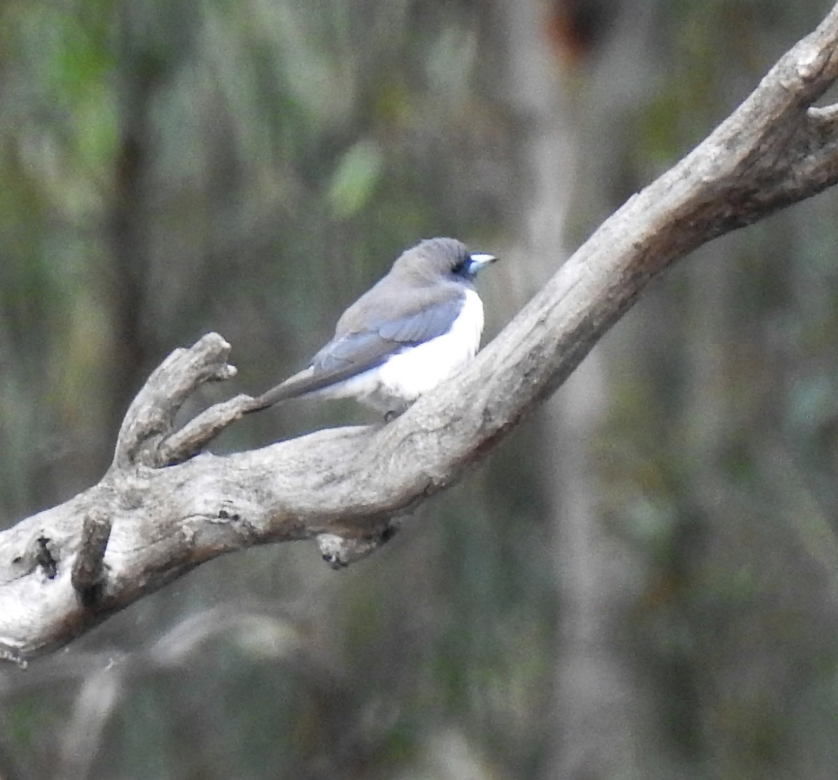 White-breasted Woodswallow - ML614028490