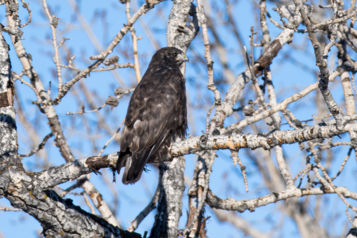 Red-tailed Hawk (Harlan's) - ML614028557