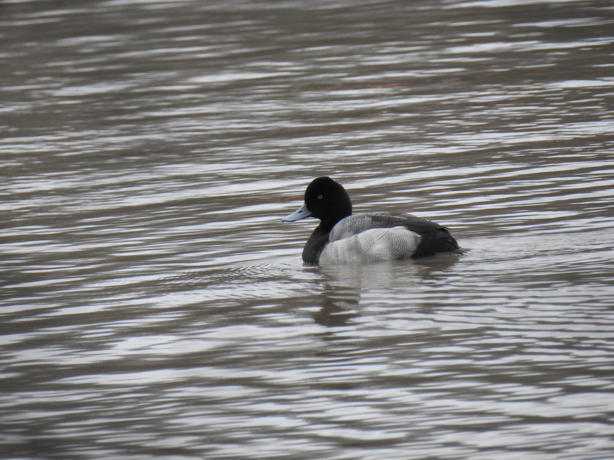 Lesser Scaup - ML614028714