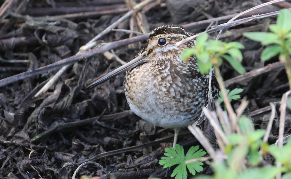 Wilson's Snipe - ML614028739