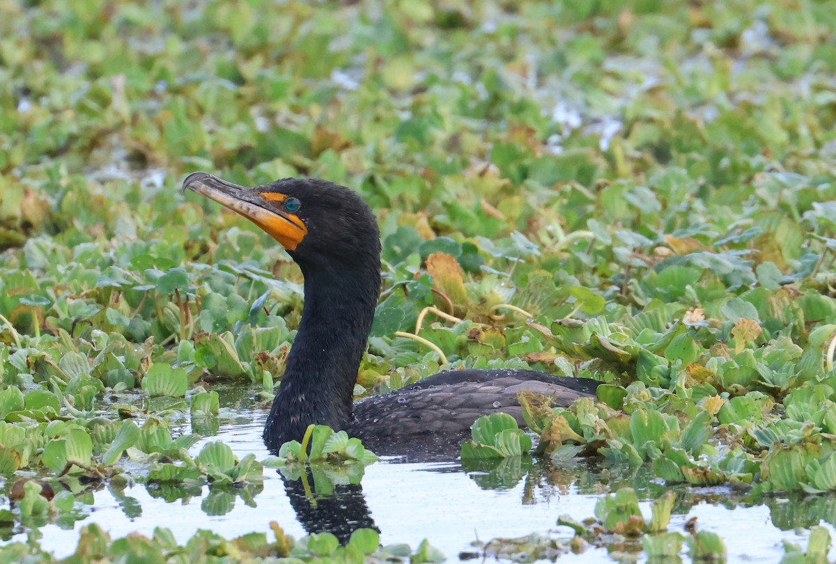 Cormoran à aigrettes - ML614028768