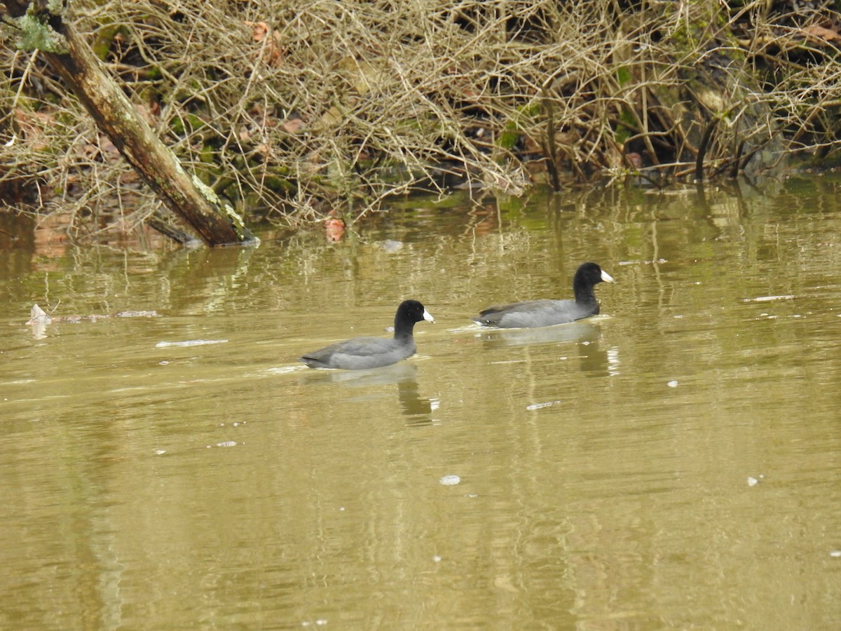 American Coot - ML614028772