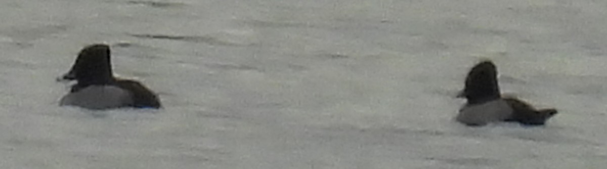 Murgilari lepokoduna - ML614028809