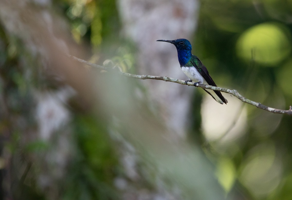 White-necked Jacobin - ML614029001