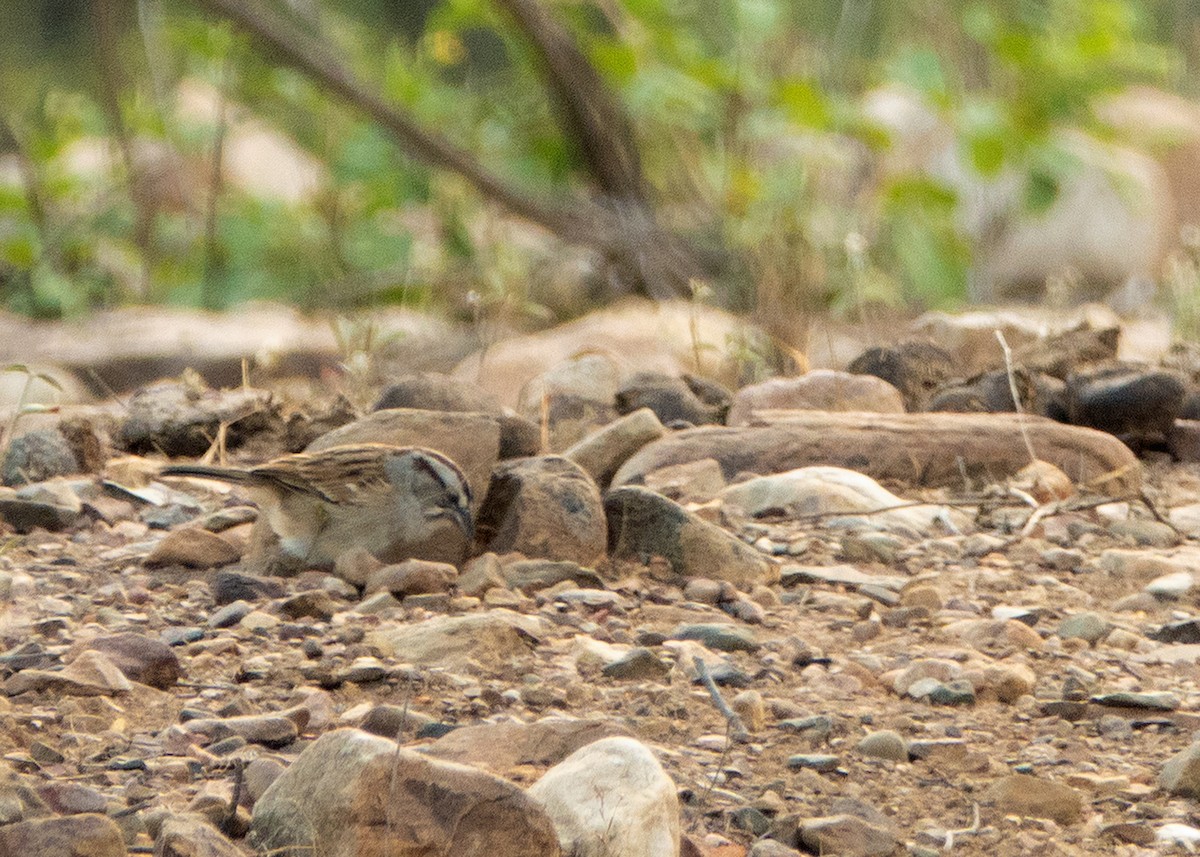 Tumbes Sparrow - Jenn Megyesi