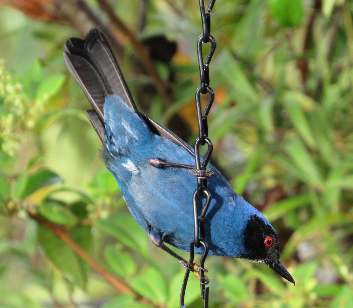 Masked Flowerpiercer - Julie  Michael