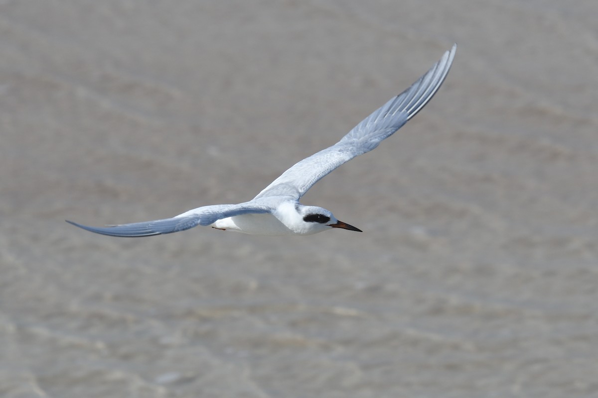 Forster's Tern - Shane Carroll