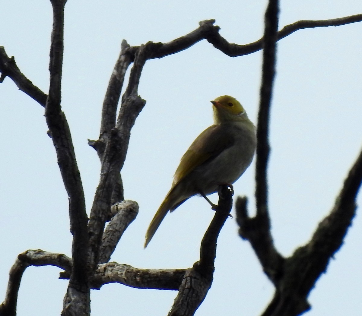 White-plumed Honeyeater - ML614029046