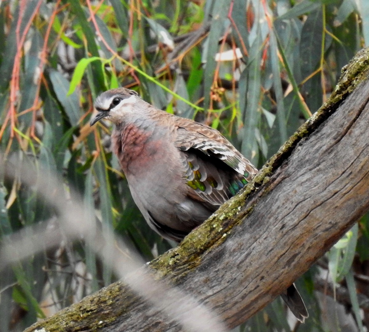 Common Bronzewing - ML614029159