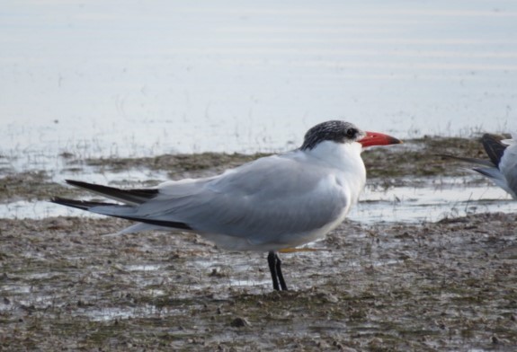 Caspian Tern - ML614029160