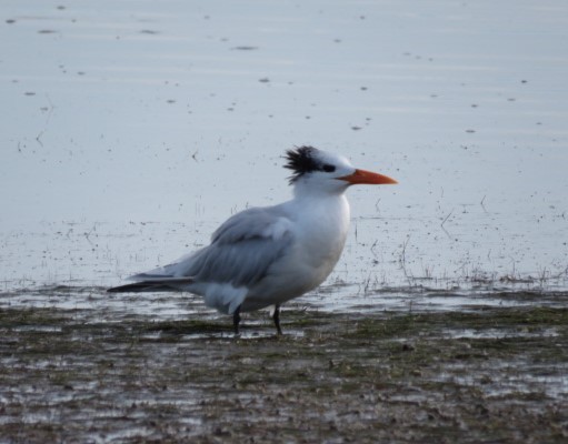 Royal Tern - ML614029166