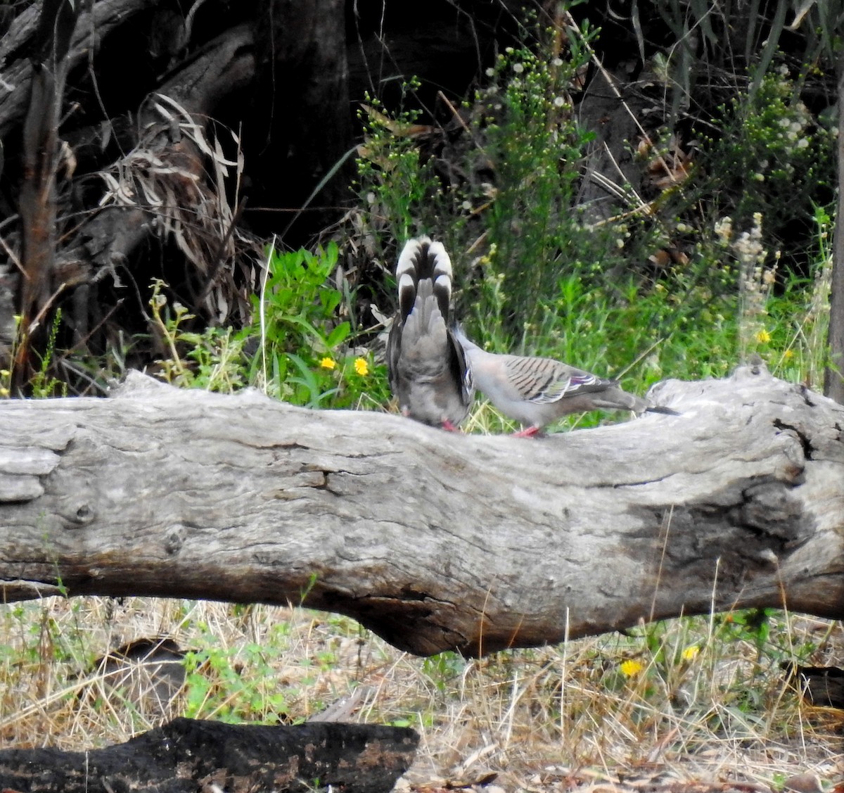 Crested Pigeon - ML614029167