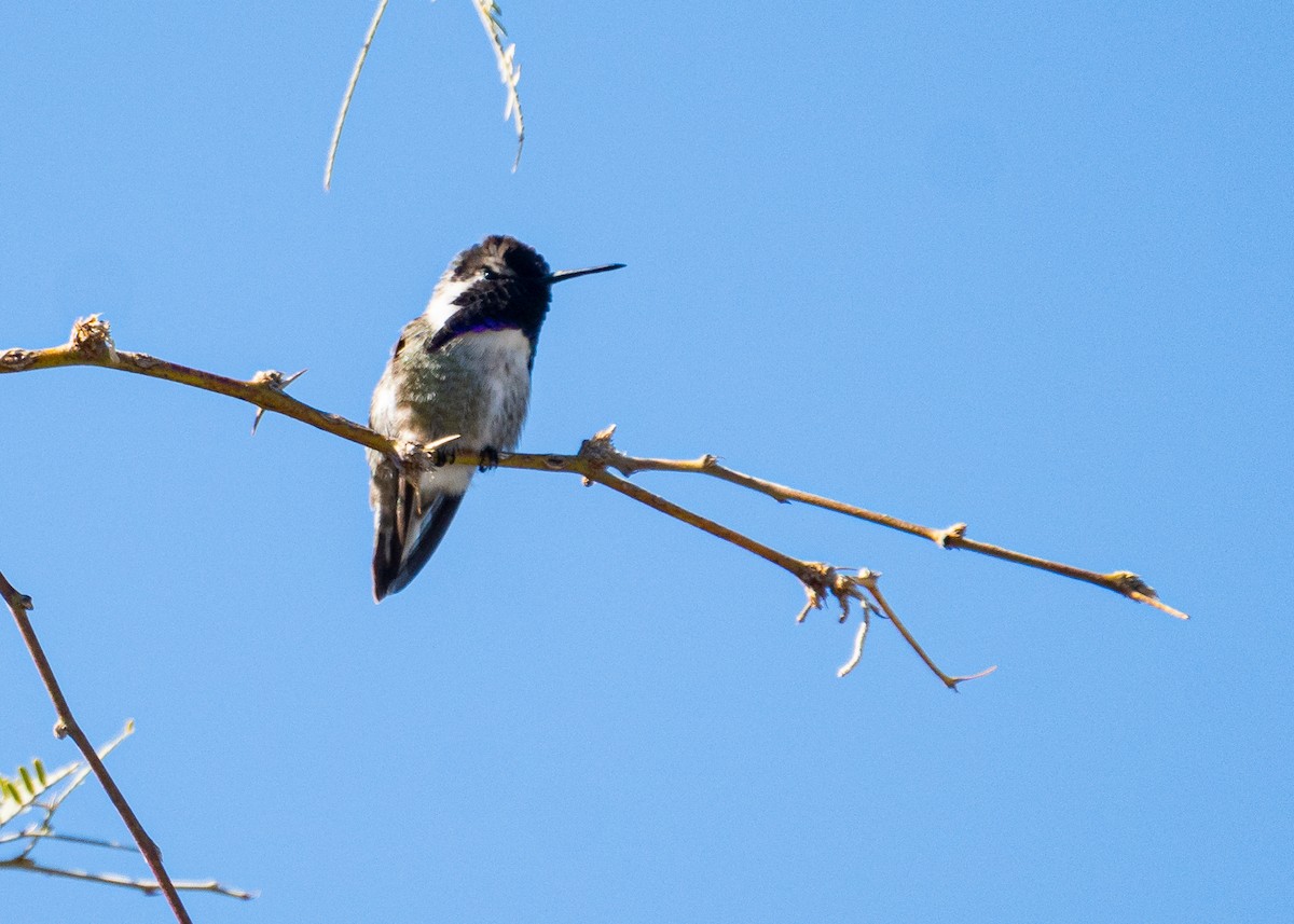 Colibri de Costa - ML614029187